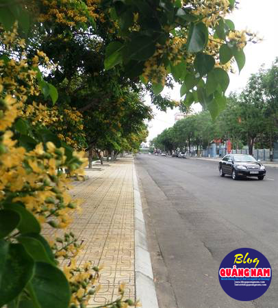 Những ngày trời nắng gắt, bỗng lọt vào con phố hoa vàng giữa lòng nội thị, lòng người có ngổn ngang cũng bỗng chốc được dịu lại.
